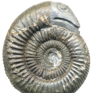 CONFERENCE ET TABLE RONDE SUR L'EXPO DU MUSEE DE LODEVE